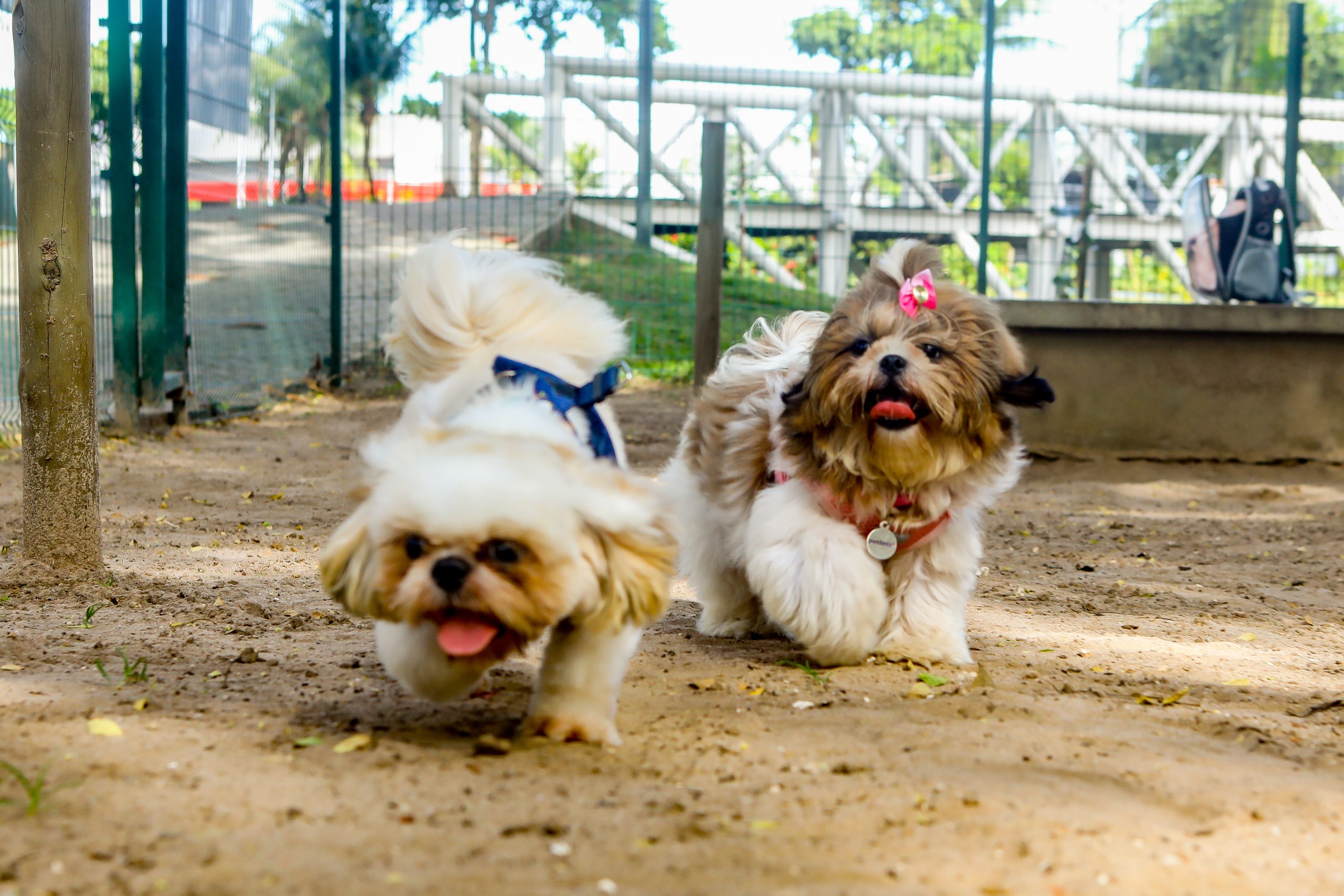 Parque Bisão Pet Friendly